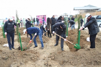 28 may qəsəbəsində “Təmiz Binəqədi” layihəsi çərçivəsində növbəti ağacəkmə aksiyası keçirildi
